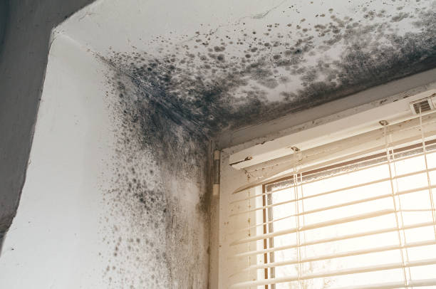 Affordable Mold Remediation solutions in Annapolis Junction, MD